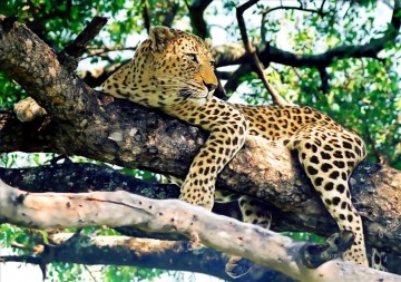 Leopard Painting - leopard on tree